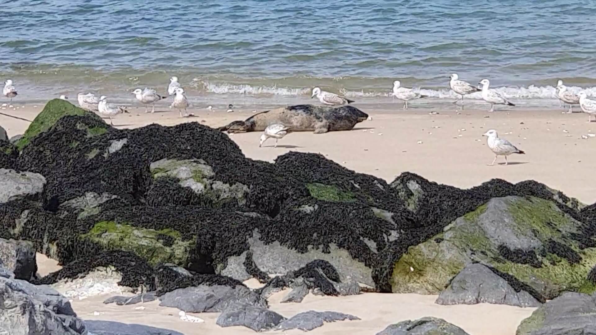 Zeehonden op strand van Oostende
